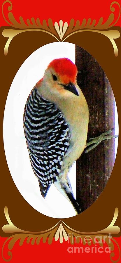 Red-Bellied Woodpecker Framed Photograph by Janette Boyd