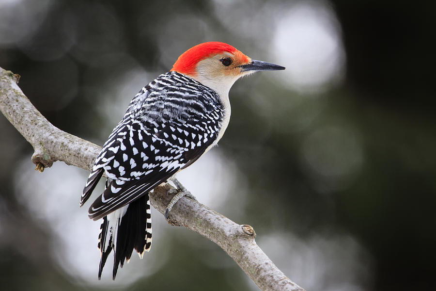Red-bellied Woodpecker Photograph by Gary Hall