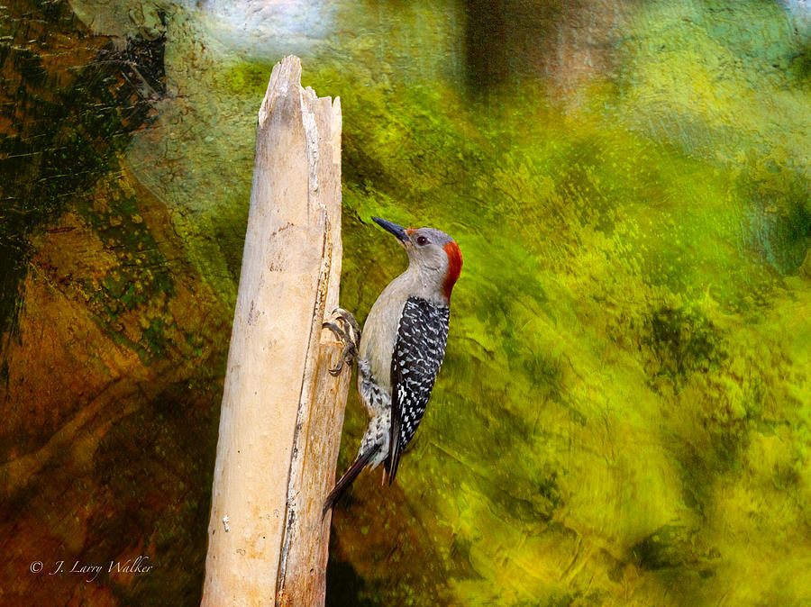 Red-Bellied Woodpecker Happily Pecks Digital Art by J Larry Walker