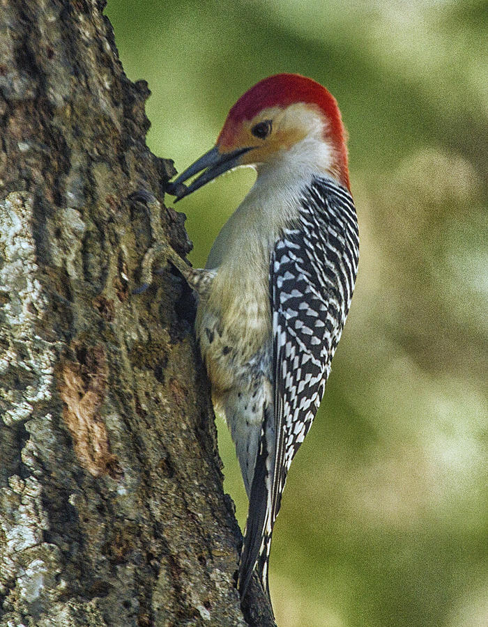 Red-bellied Woodpecker Hiding Seeds Photograph by Constantine Gregory