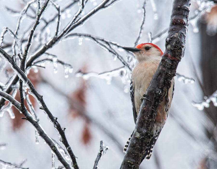 Nature Photograph - Red Bellied Woodpecker In Winter by Lara Ellis