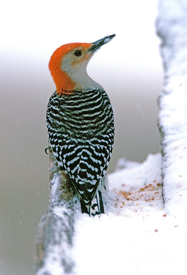 Red-bellied woodpecker in Winter Snow Photograph by John Harmon
