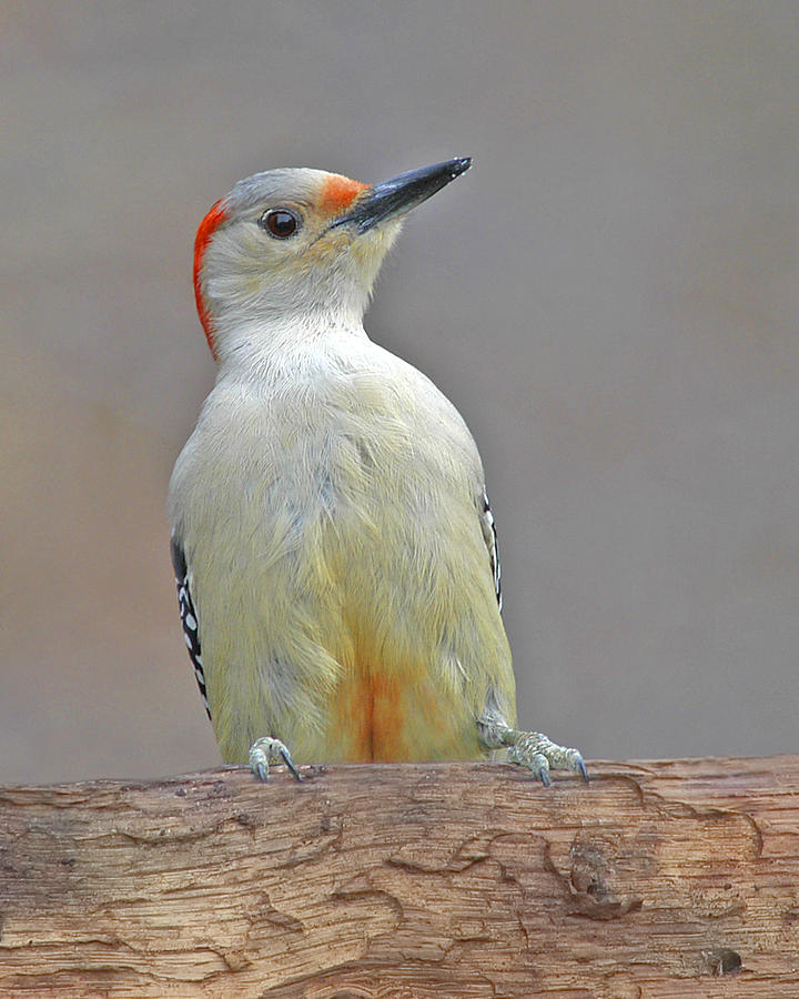 Red Bellied Woodpecker Photograph by Jack Nevitt