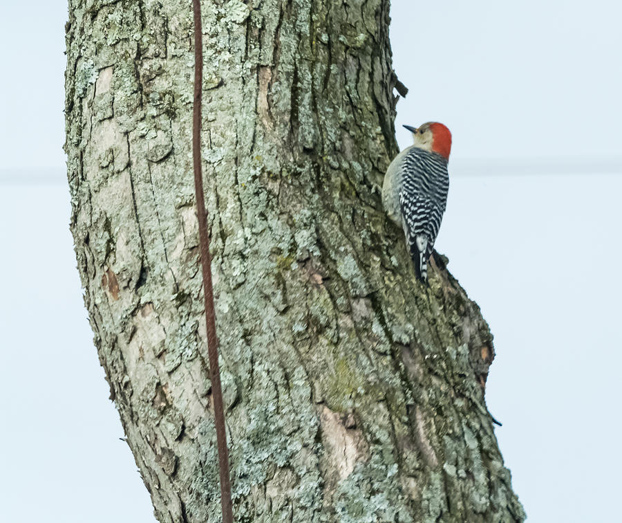 Red-Bellied Woodpecker Photograph by Holden The Moment