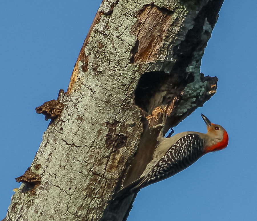 Red-bellied Woodpecker Photograph by Jane Luxton