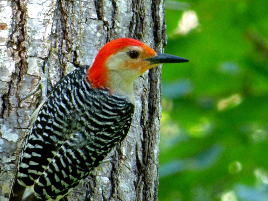 Red-bellied Woodpecker Photograph by Jean Wright