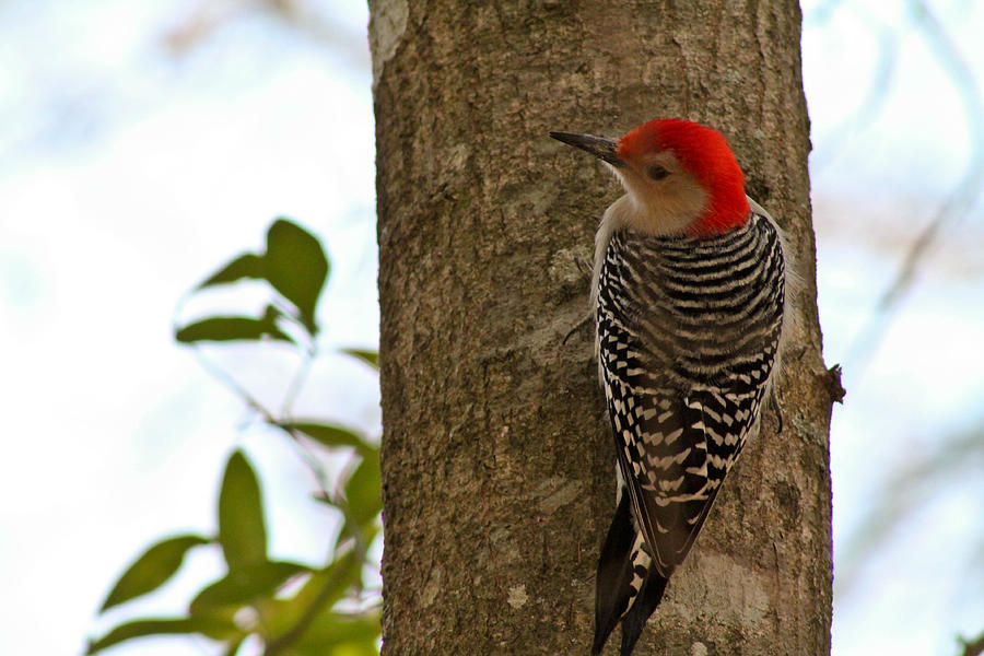 Red Bellied Woodpecker Photograph by Jessica Brown