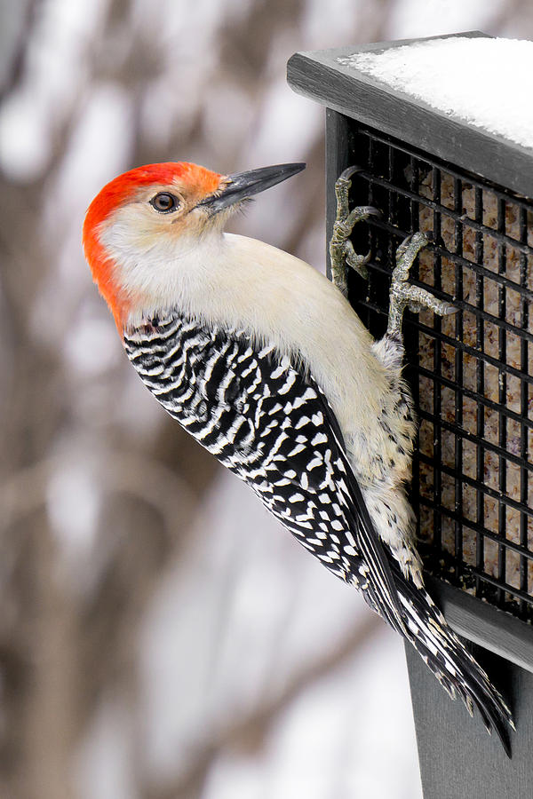 Woodpecker Photograph - Red-bellied Woodpecker by Jim Hughes