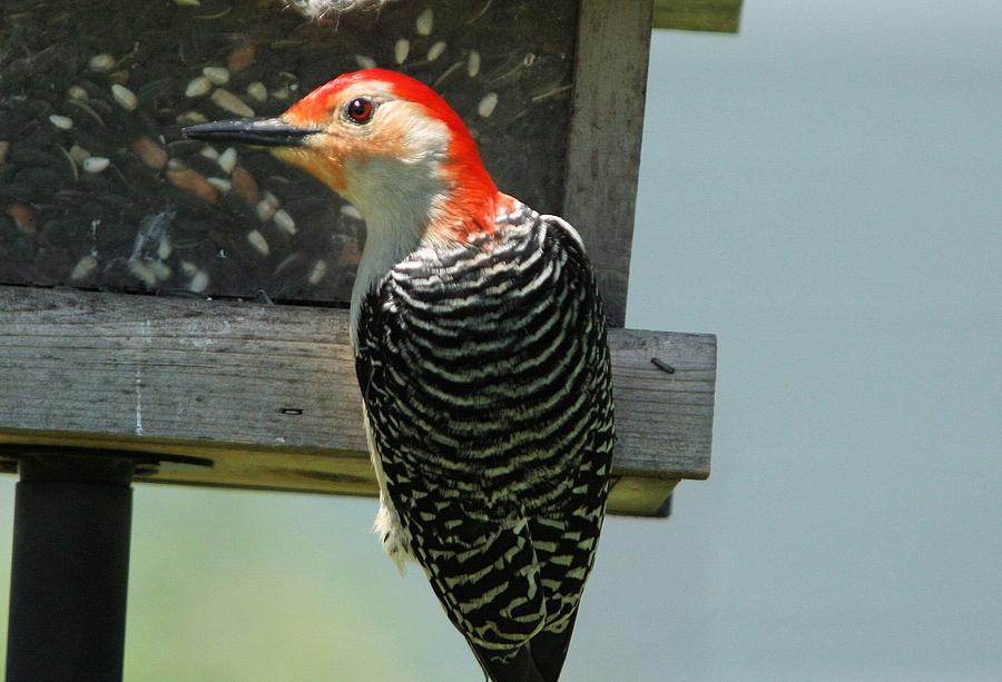 Red Bellied Woodpecker Photograph by John Dart