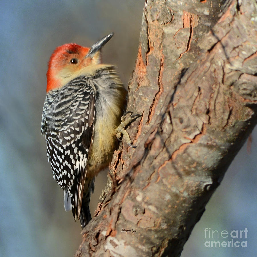Nature Photograph - Red-bellied Woodpecker Jr. by Nava Thompson