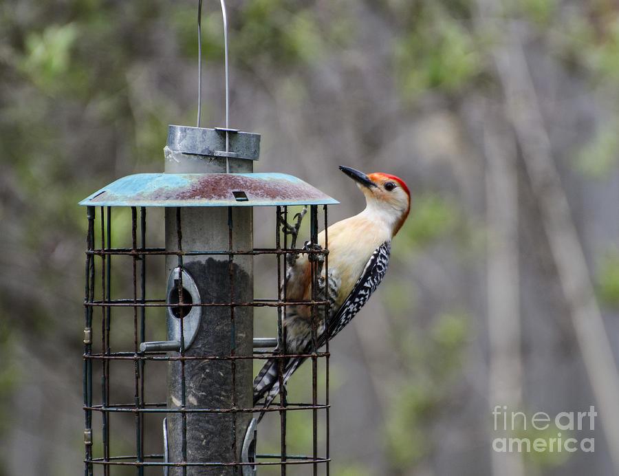 Red Bellied Woodpecker Photograph by Judy Wolinsky