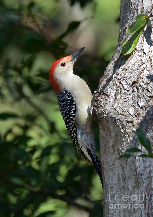 Red Bellied Woodpecker Photograph by Kathy Baccari