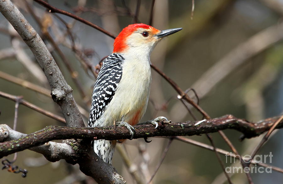 Woodpecker Photograph - Red-Bellied Woodpecker by Ken Keener