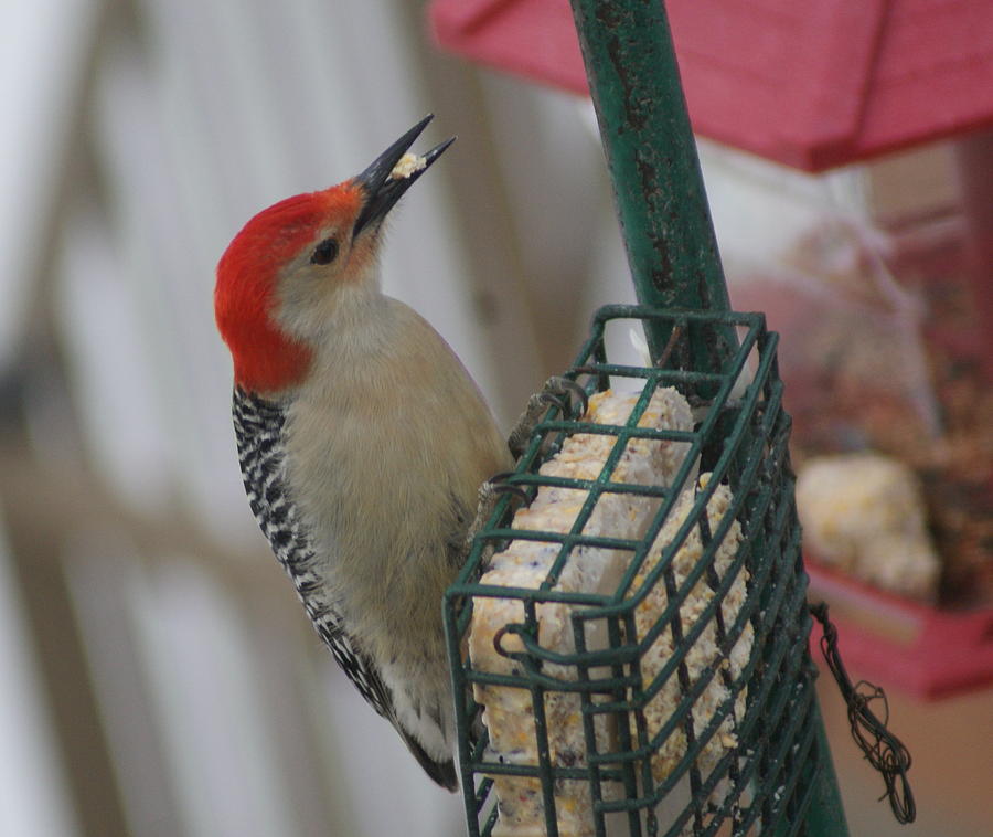 Red Bellied Woodpecker Photograph by Lois Lepisto