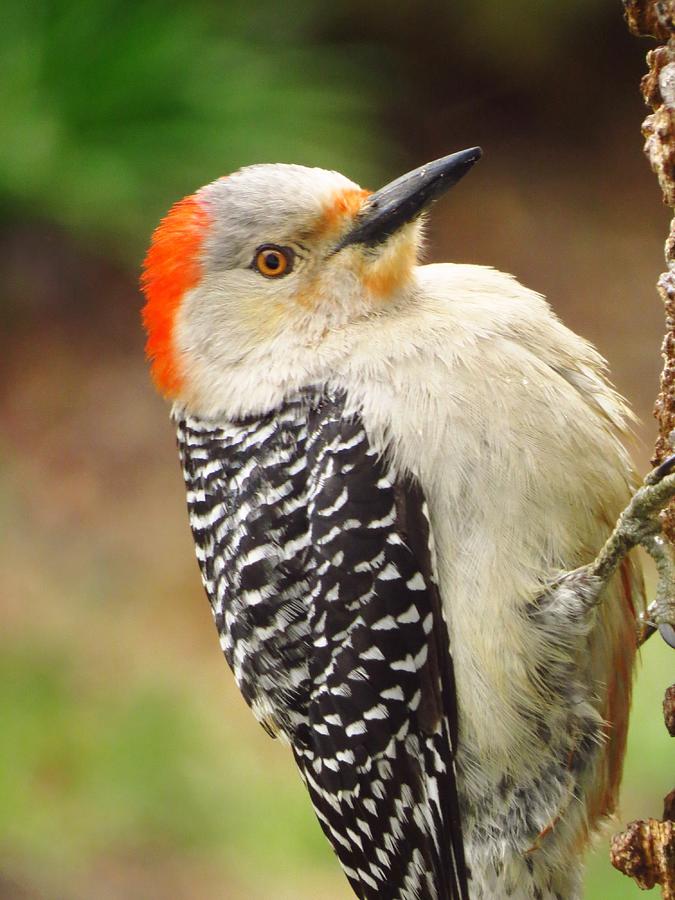 Red Bellied Woodpecker Photograph by Lori Frisch