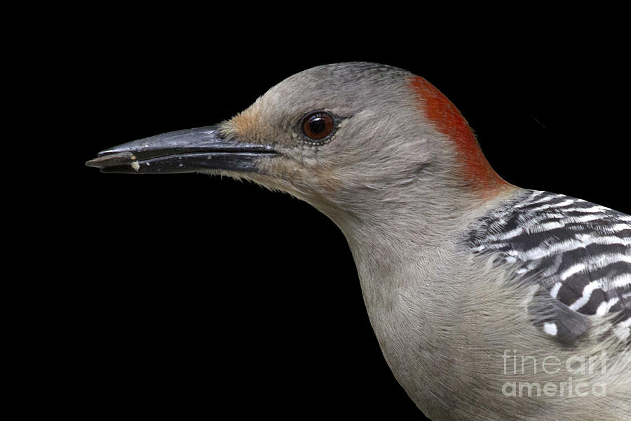 Red-bellied Woodpecker Photograph by Meg Rousher