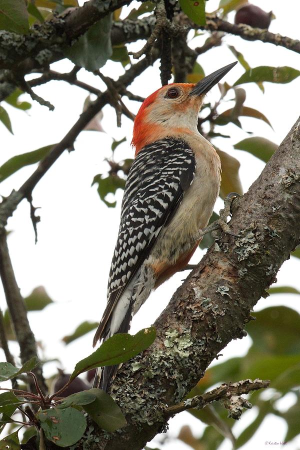 Red-bellied Woodpecker Melanerpes carolinus  Photograph by Kristin Hatt