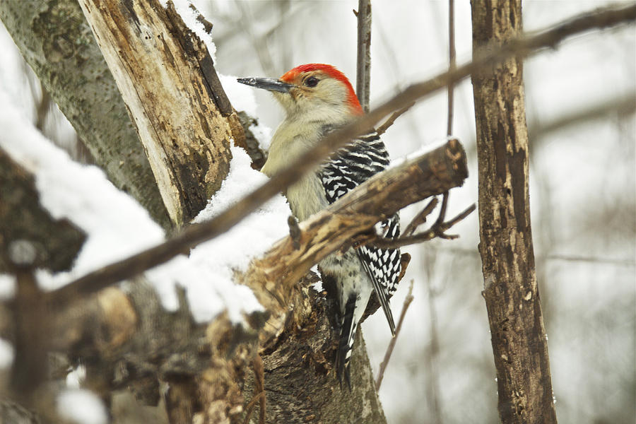 Red-Bellied Woodpecker - Melanerpes carolinus  Photograph by Carol Senske