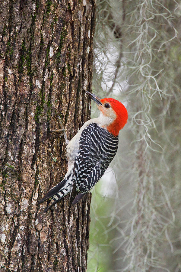Bird Photograph - Red-bellied Woodpecker (melanerpes by Larry Ditto