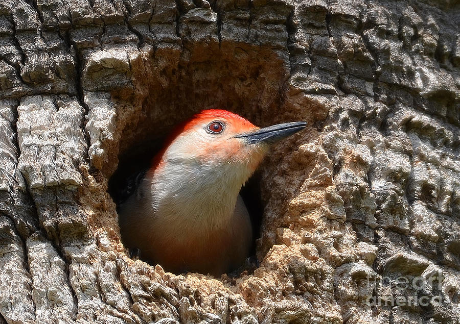 Red Bellied Woodpecker Nesting In A Palm Tree Photograph by Kathy Baccari