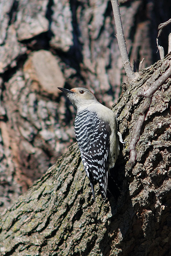 RED-BELLIED WOODPECKER No. 1 Photograph by Janice Adomeit