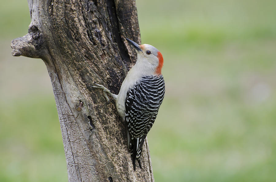 Woodpecker Photograph - Red Bellied Woodpecker on a Tree by Heather Applegate