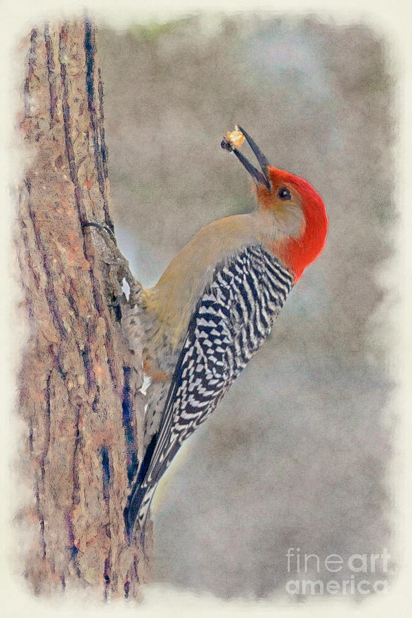 Red-bellied Woodpecker on tree  Photograph by Dan Friend