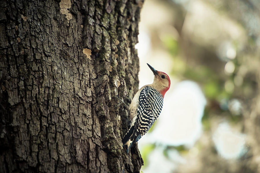 Tree Photograph - Red Bellied Woodpecker On Tree (large by Sheila Haddad