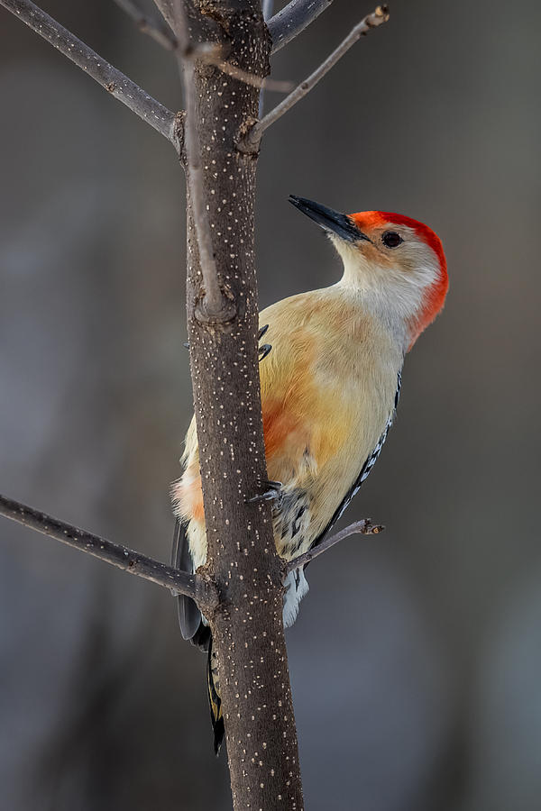 Woodpecker Photograph - Red Bellied Woodpecker by Paul Freidlund