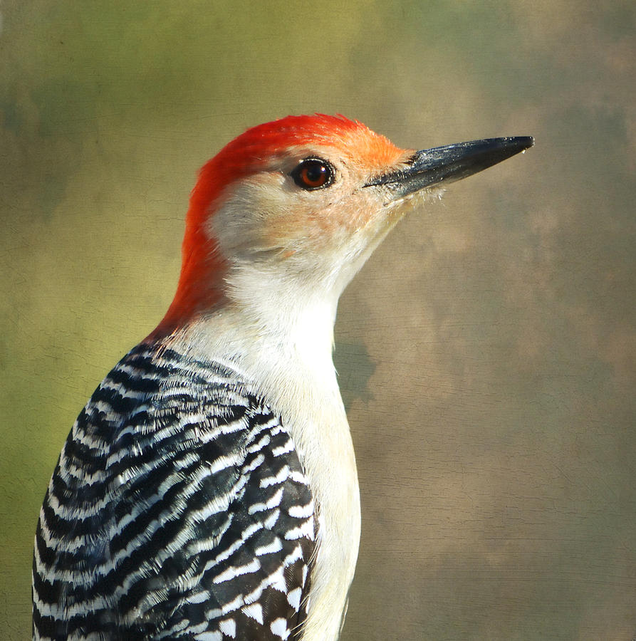 Up Movie Photograph - Red Bellied Woodpecker Portrait by Deena Stoddard
