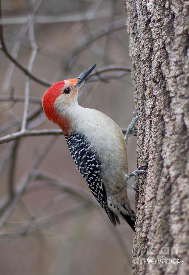 Red Bellied Woodpecker Pose Photograph by Barbara McMahon