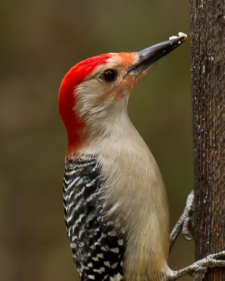 Red-bellied Woodpecker Photograph by Robert L Jackson