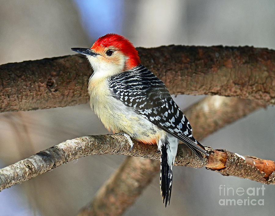 Red-bellied Woodpecker Photograph by Rodney Campbell