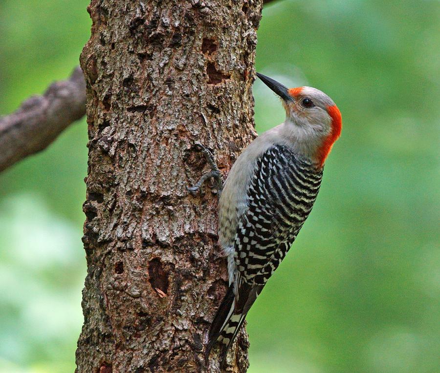 Red Bellied Woodpecker Photograph by Sandy Keeton