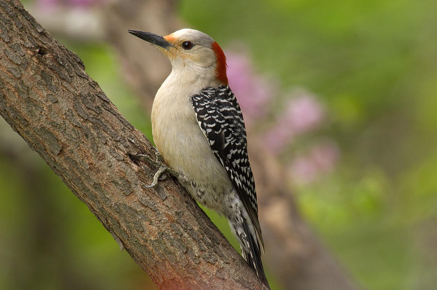 Red-bellied Woodpecker Photograph by Thomas And Pat Leeson