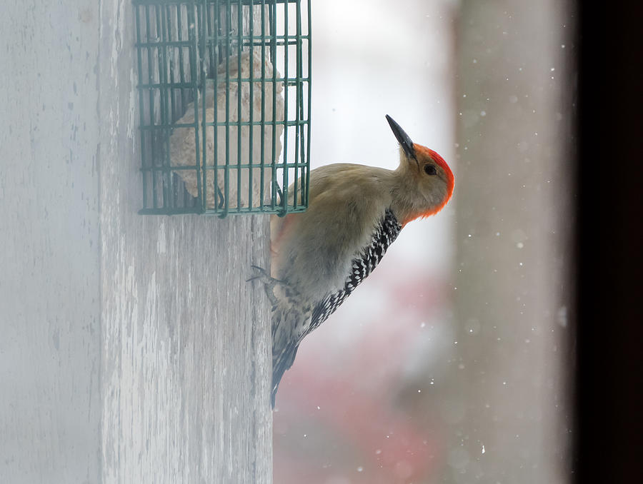 Red-Bellied Woodpecker  Through The Doorway Photograph by Holden The Moment