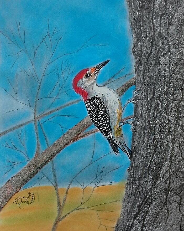 Bird Drawing - Red bellied woodpecker by Tony Clark