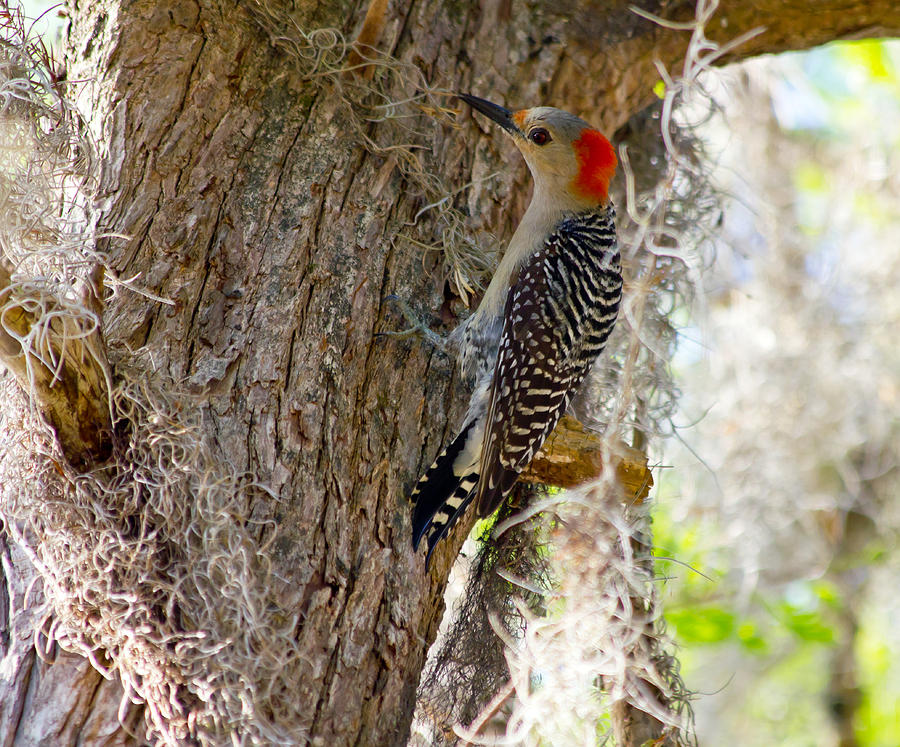 Bird Photograph - Red bellied Woodpecker by Wild Expressions Photography