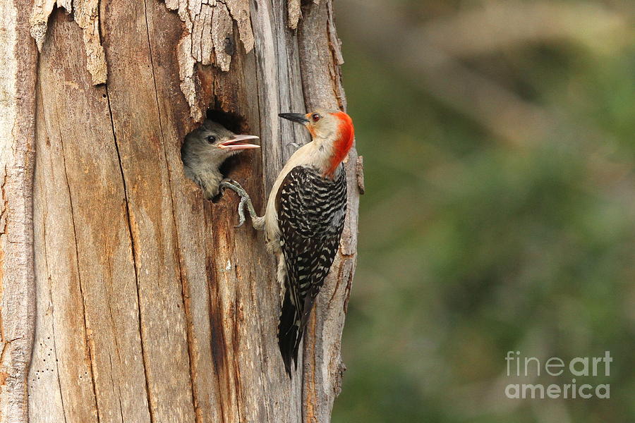 Red-bellied Woodpecker with Chick Photograph by Jennifer Zelik