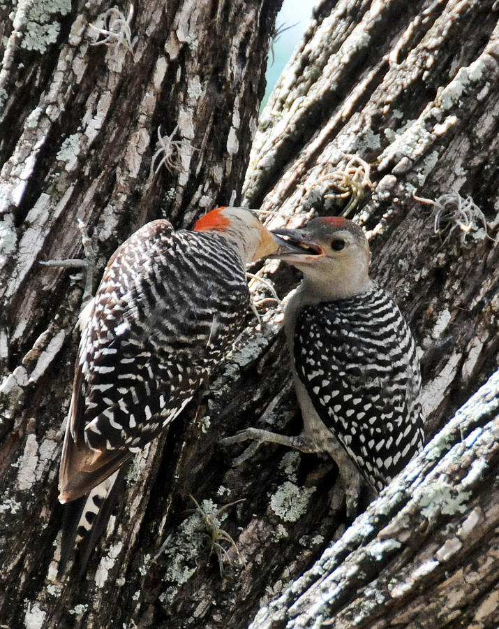 Red Bellied Woodpeckers Photograph by Geraldine Alexander