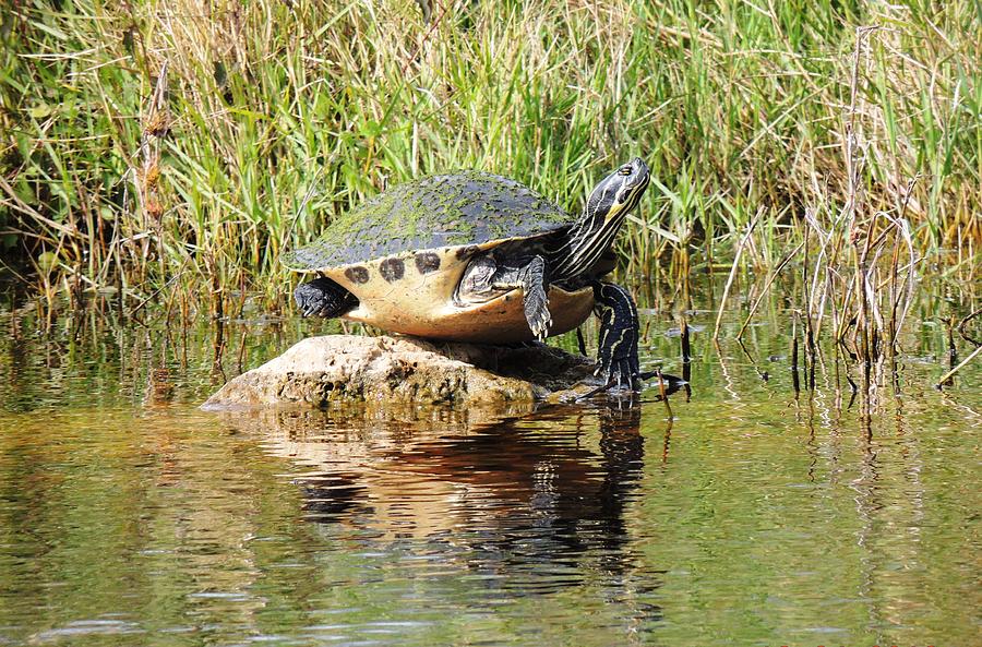 Red Belly Turtle Photograph by Tonna Mears - Fine Art America