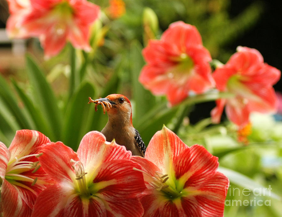 Red Belly Woodpecker and Flowers Photograph by Luana K Perez