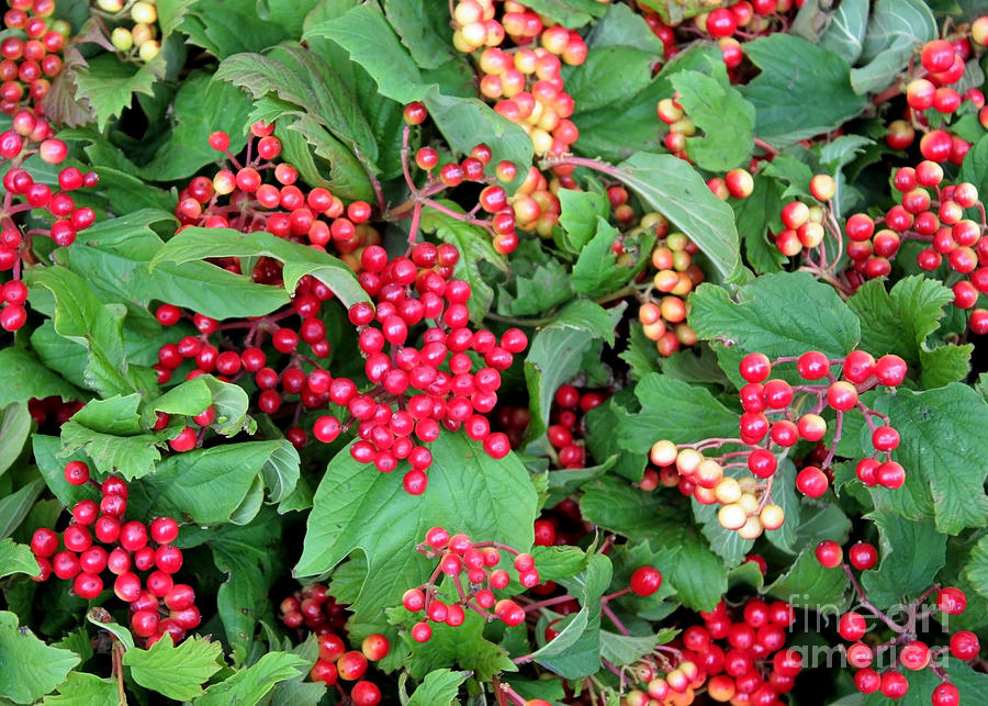 Red Berries Photograph - Red Berries and Green Leaves by Carol Groenen