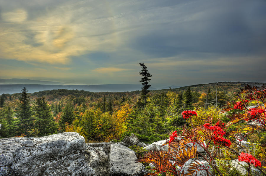 red berries at Bear Rock in Dolly Sods Photograph by Dan Friend