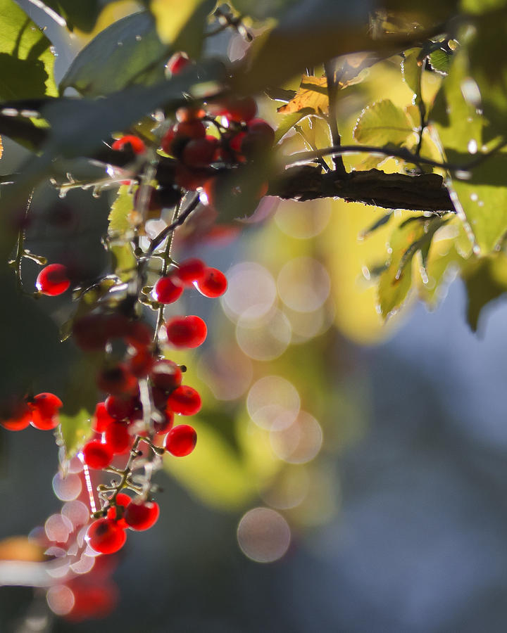 Red Berries at Sunset Photograph by Mark McKinney