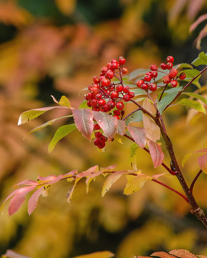 Autumn Colors Photograph - Red Berries by Carl Nielsen