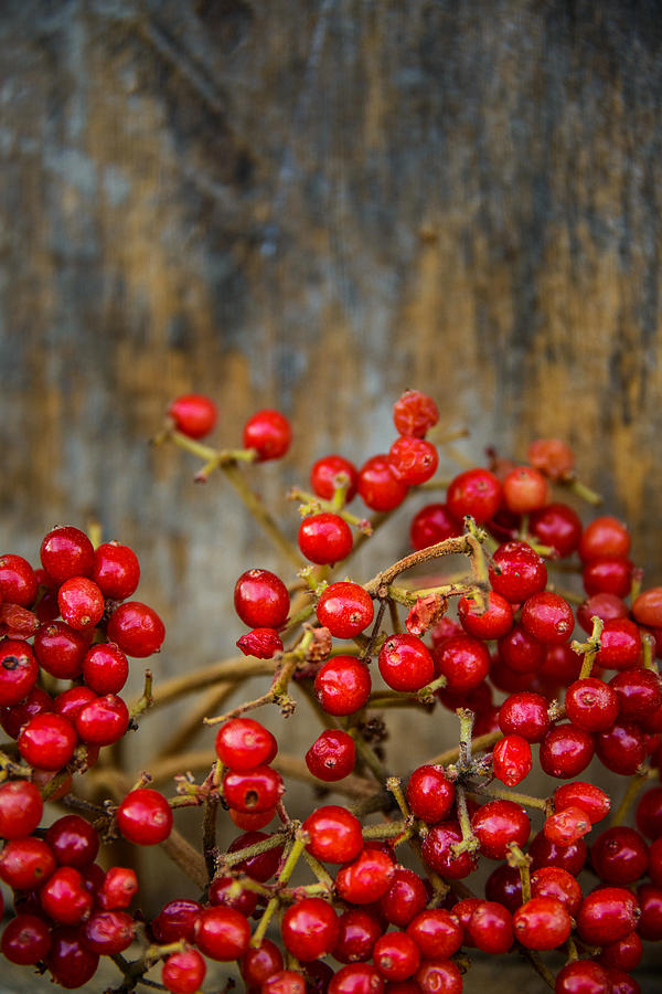 Red berries Photograph by Dutourdumonde Photography