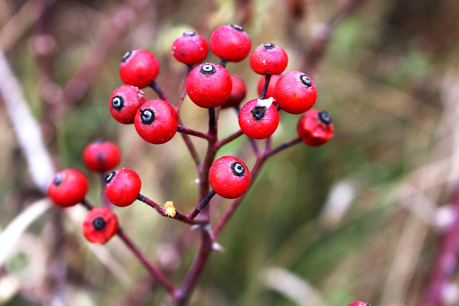 Red Berries From the Early Winter Prairie Series Photograph by Verana Stark