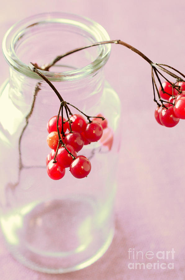 Red Berries in a Vase Photograph by Sabine Jacobs