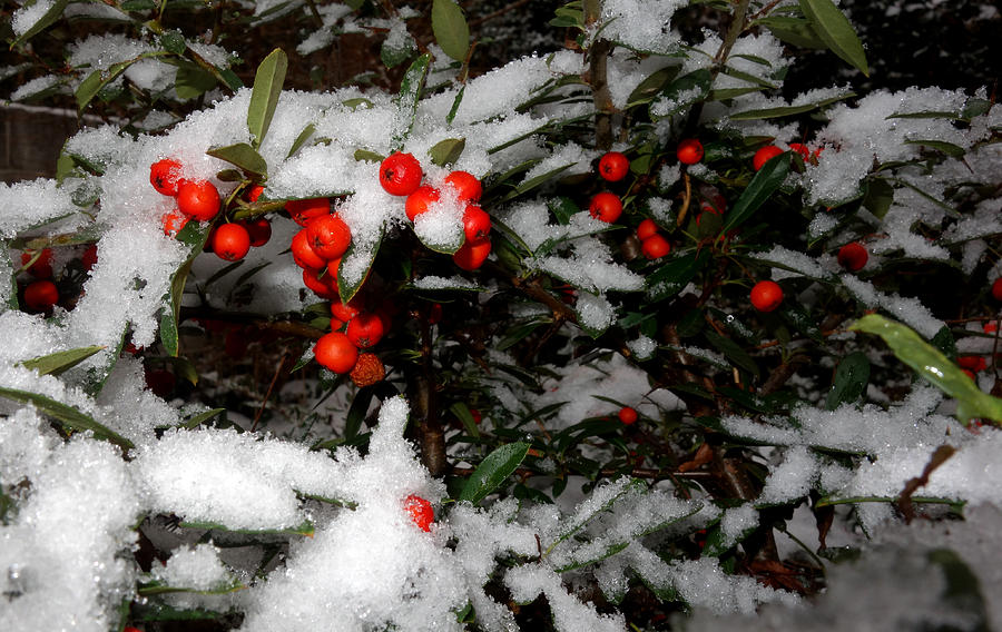 Red berries in snow Photograph by Diane Lent
